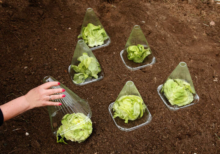 floraworld Pflanzenhüte 10 Stück